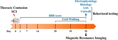 Correlation Analysis Between Magnetic Resonance Imaging-Based Anatomical Assessment and Behavioral Outcome in a Rat Contusion Model of Chronic Thoracic Spinal Cord Injury